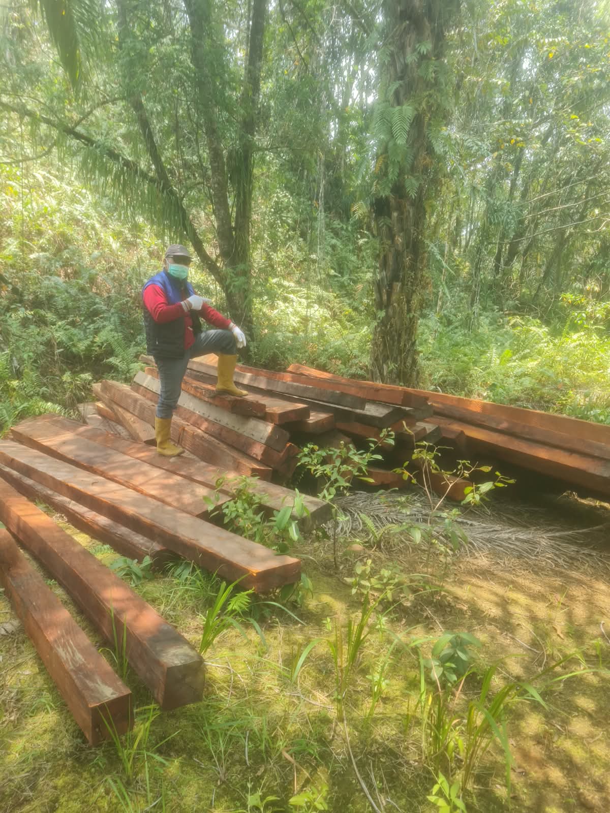KAYU DIDUGA HASIL PEMBALAKAN CAGAR ALAM MOROWALI KEMBALI DITEMUKAN DI BLOK PERKEBUNAN SAWIT