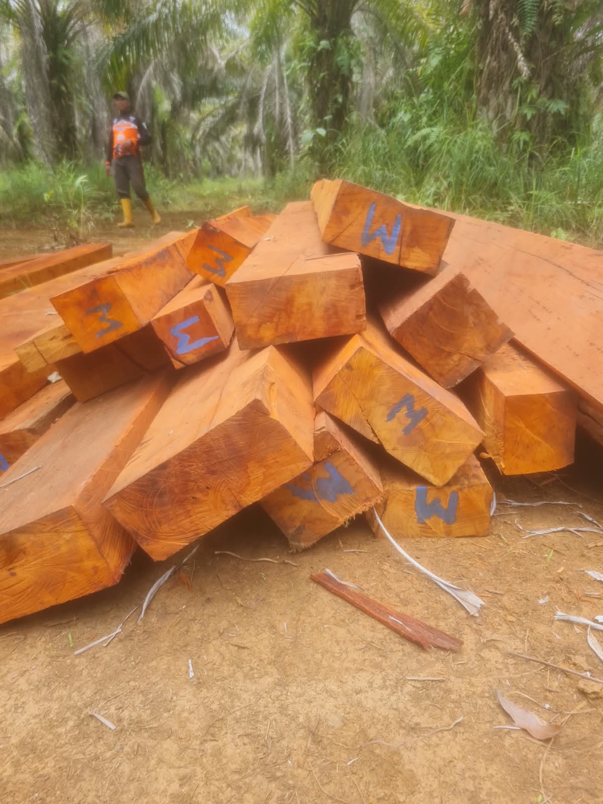 Kayu Bantalan Kembali Ditemukan di Kawasan CA Morowali, Buser Investigasi Soroti Dugaan Pembalakan Liar