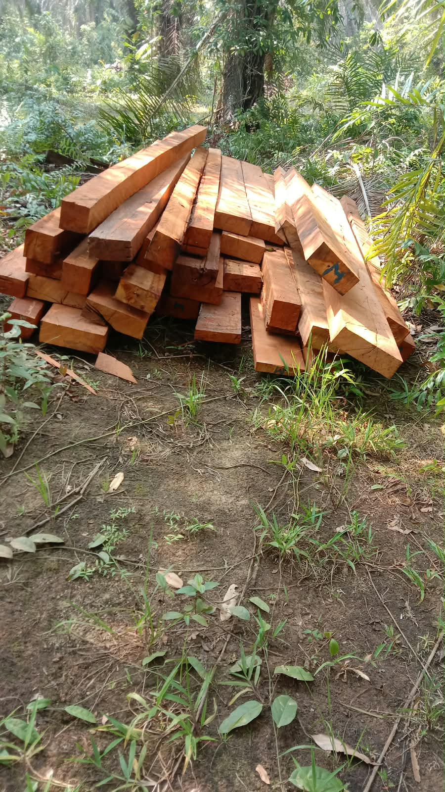 Kayu Diduga dari Cagar Alam Morowali Kembali Ditemukan Tersembunyi di Blok Sawit, Penanganan Pembalakan Liar Dipertanyakan