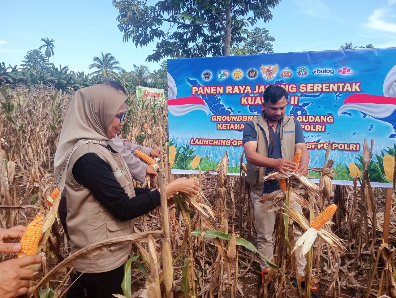 Panen Raya Jagung Serentak di Luwu, Kades Libukang: Bukti Nyata Sinergi Dukung Ketahanan Pangan Nasional